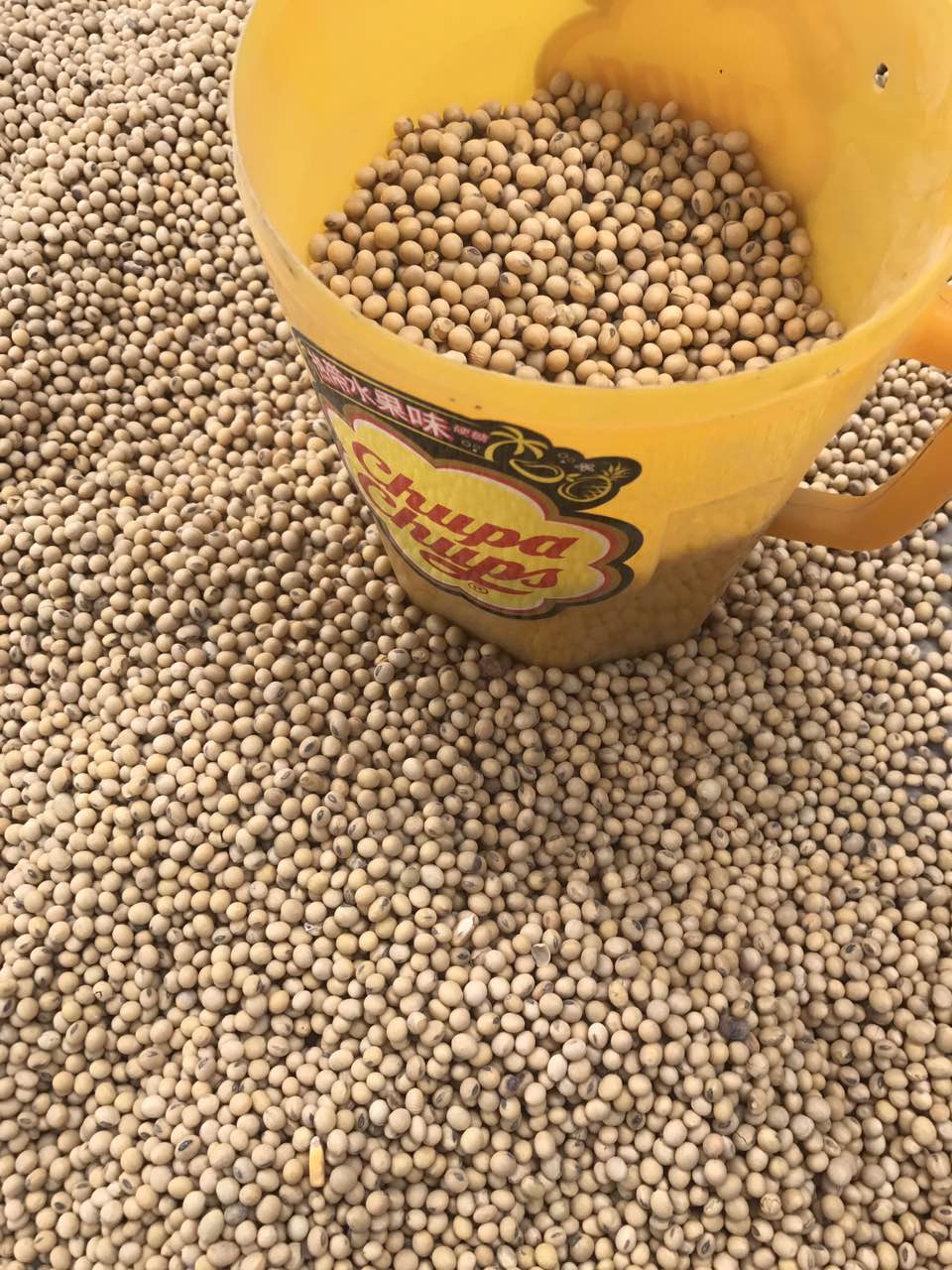 供应青岛港日照港进口精选大豆袋装