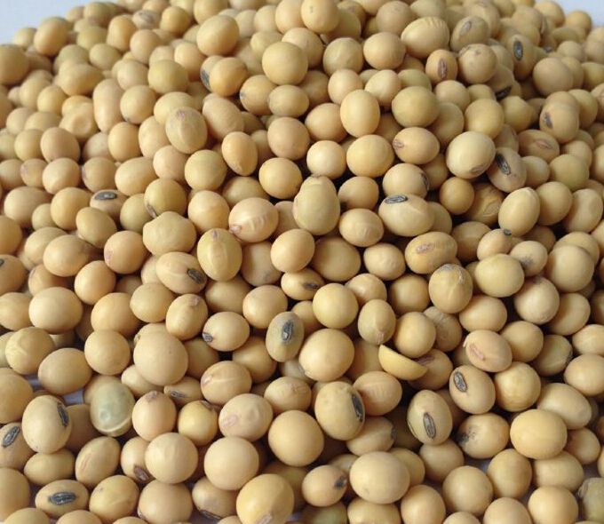 大豆批发供应商