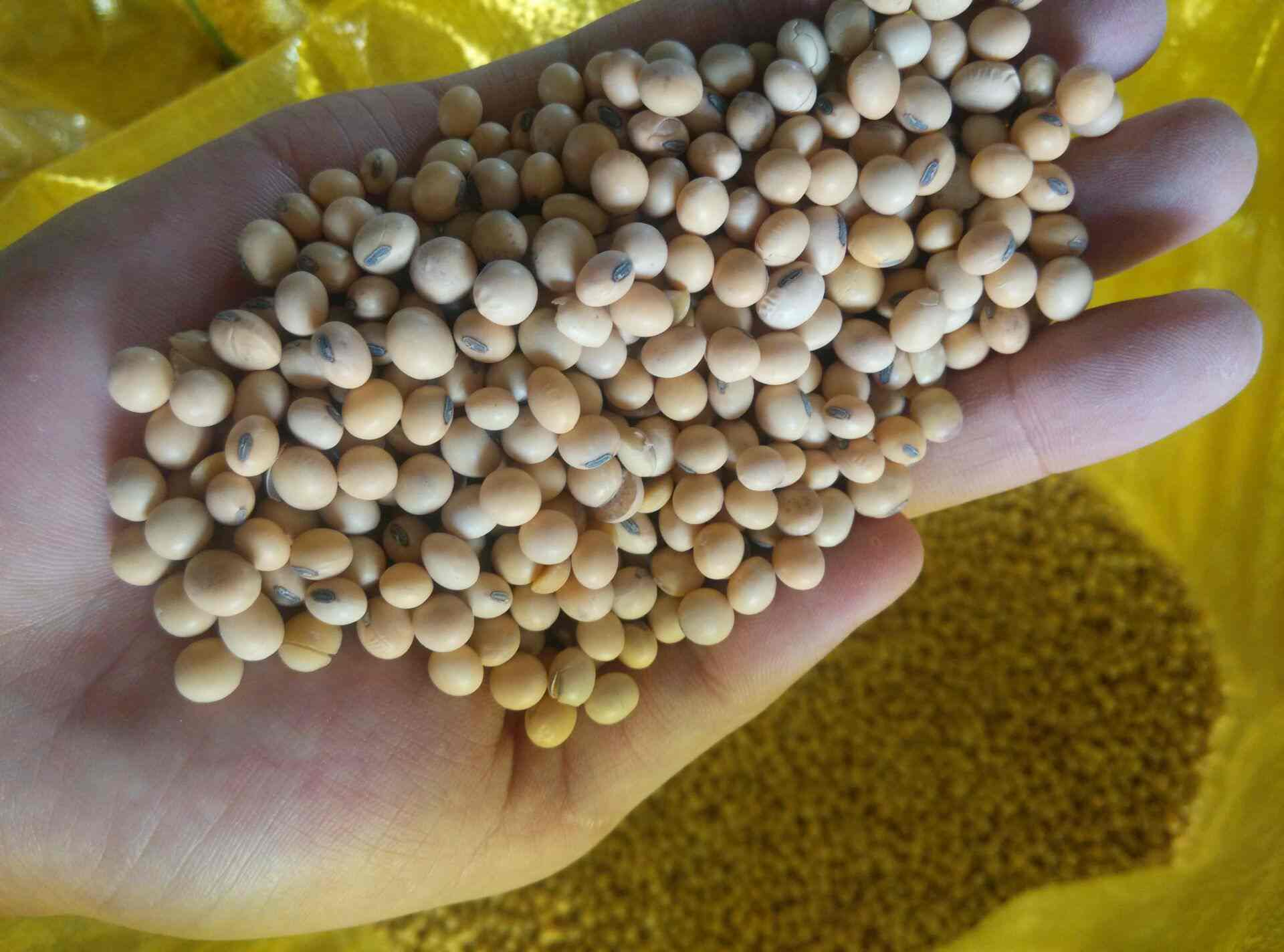 2017大豆进口价格 大豆进口商日照万卓  进口大豆