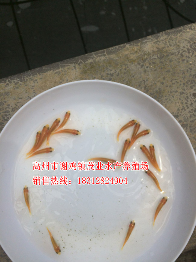 清远金草鱼鱼苗【茂业水产】  厂家价格