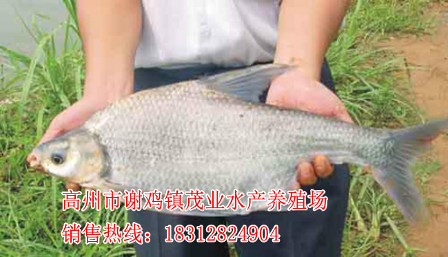 博白武昌鱼苗价格【茂业水产】  厂家价格