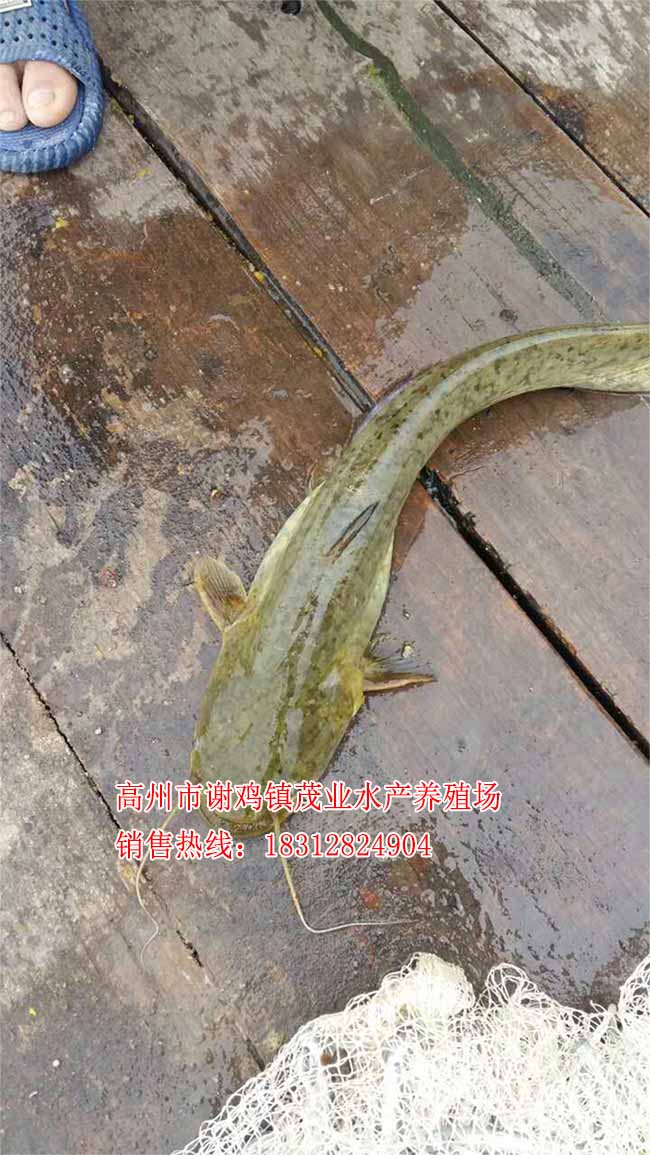 优质大口鲶鱼苗价格【茂业水产】  厂家价格