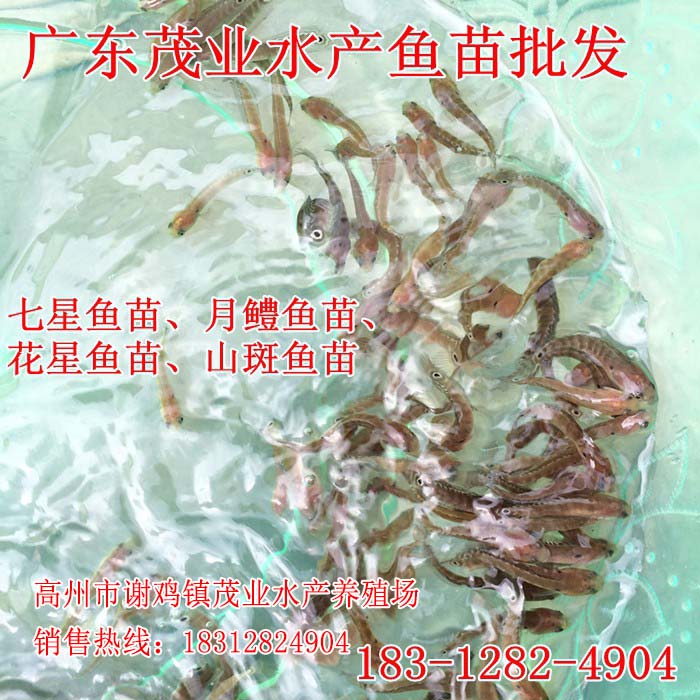 平南七星鱼苗【茂业水产】  厂家价格