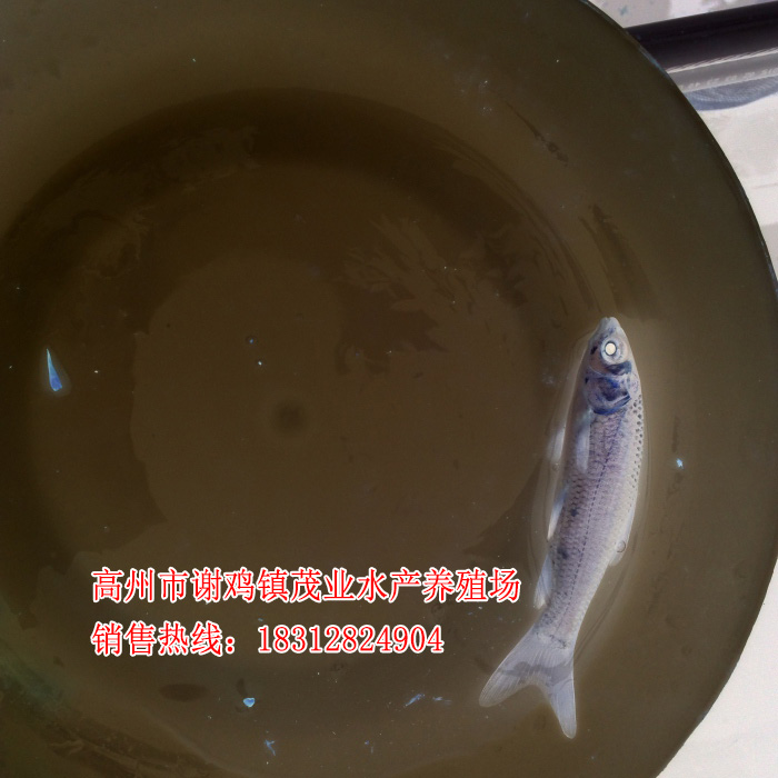 惠州长江鲩鱼苗批【茂业水产】  厂家价格