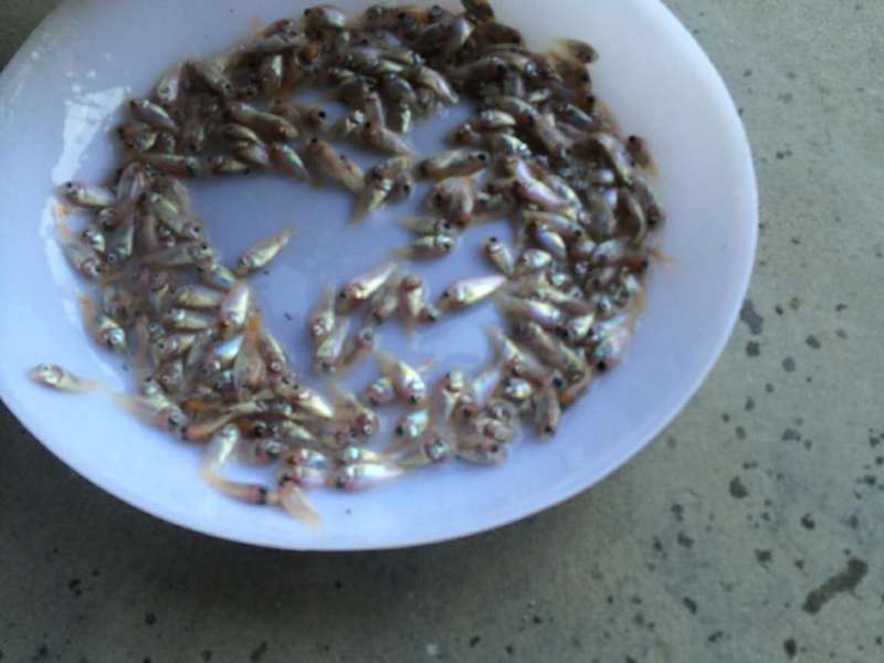 广州优质彩虹鲷鱼苗报价【茂业水产】  厂家价格