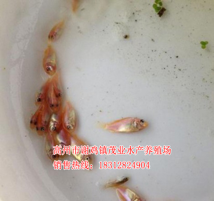 桂平优质彩虹鲷鱼苗批价格【茂业水产】  厂家价格