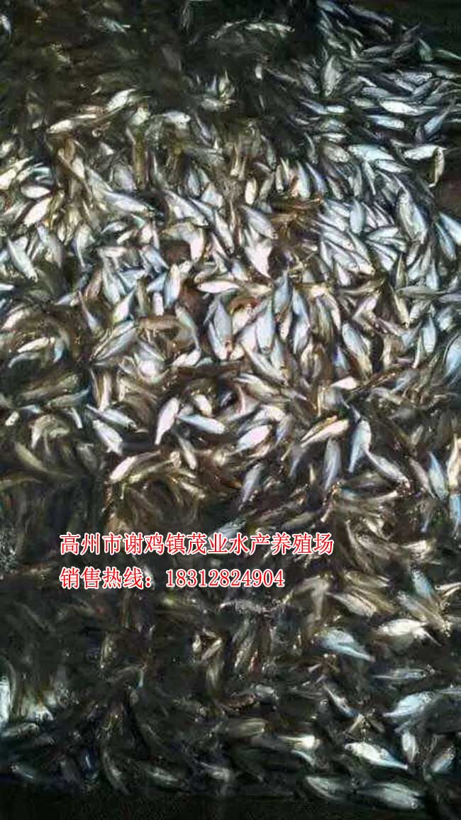玉林武昌鱼苗报价【茂业水产】  厂家价格