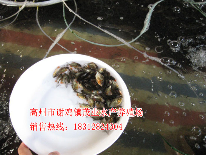 韶关淡水白鲳鱼苗报价【茂业水产】  厂家价格