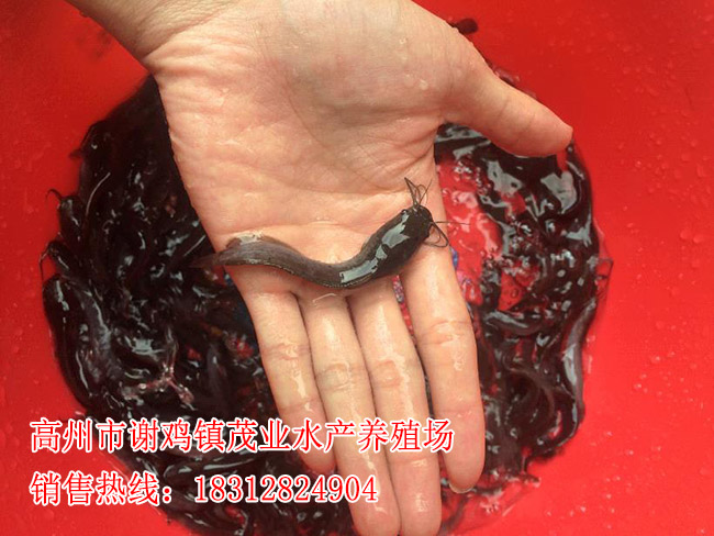 新兴埃及塘鲺鱼苗厂家【茂业水产】  厂家价格