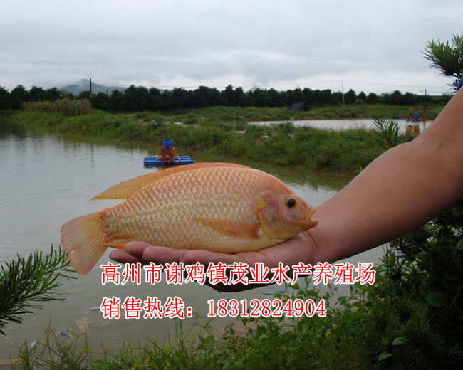 玉林红罗非鱼苗厂家【茂业水产】  厂家价格