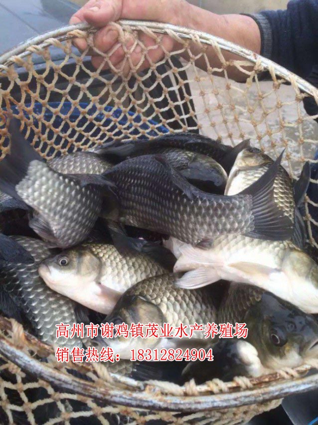 北流丰产鲫鱼苗厂家【茂业水产】  厂家价格