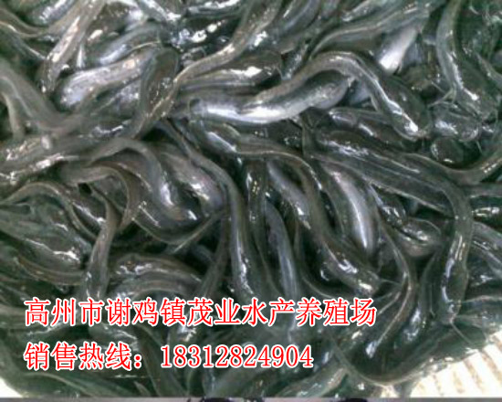东莞埃及塘鲺鱼苗厂家【茂业水产】  厂家价格