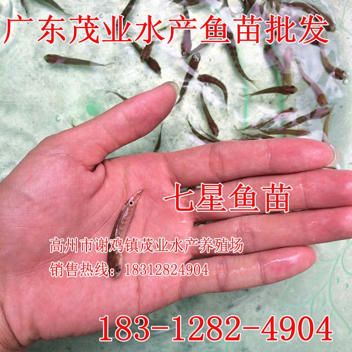 平果七星鱼苗报价【茂业水产】  厂家价格