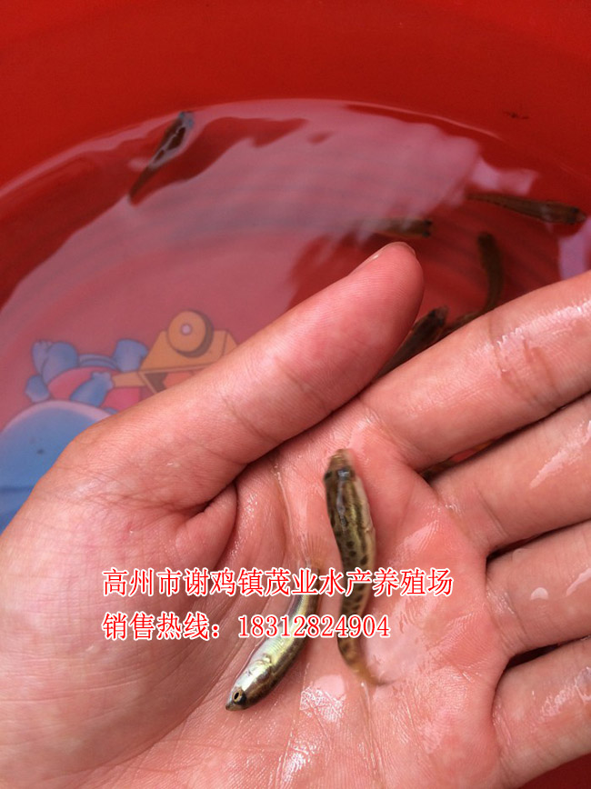 深圳黑鱼苗厂家【茂业水产】  厂家价格
