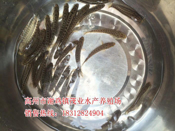 云浮黑鱼苗批【茂业水产】  厂家价格