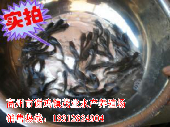 河源埃及塘鲺鱼苗批价格【茂业水产】  厂家价格