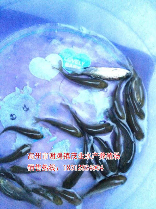 藤县长江鲩鱼苗批价格【茂业水产】  厂家价格