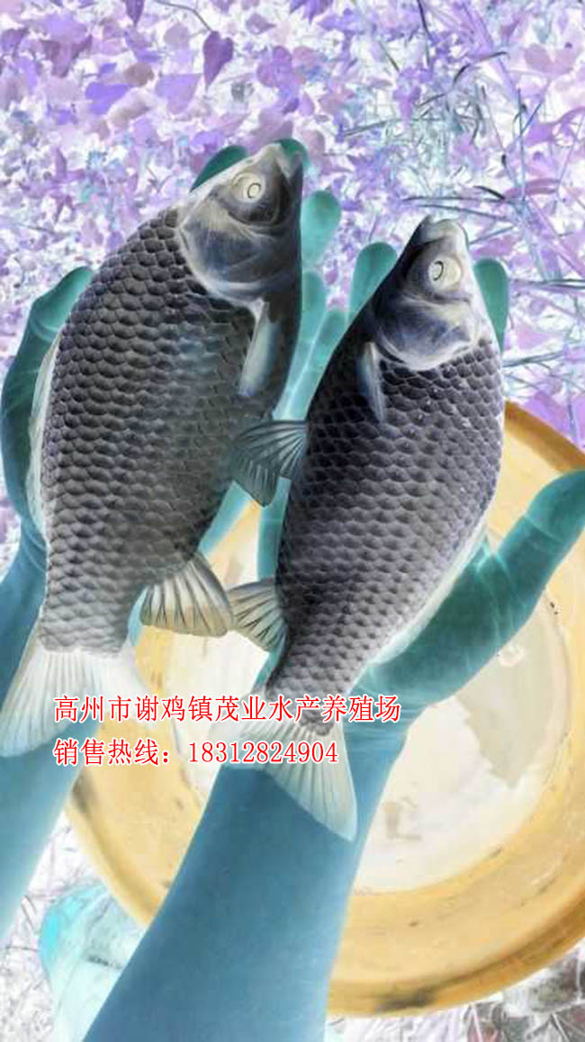 德庆丰产鲫鱼苗【茂业水产】  厂家价格