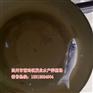 惠州长江鲩鱼苗批【茂业水产】