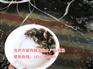 韶关淡水白鲳鱼苗报价【茂业水产】
