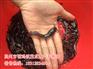 新兴埃及塘鲺鱼苗厂家【茂业水产】