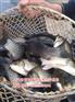 北流丰产鲫鱼苗厂家【茂业水产】