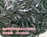 东莞埃及塘鲺鱼苗厂家【茂业水产】