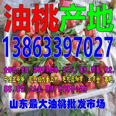 枣庄油桃上市时间