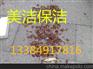 西安西郊专业灭蟑螂