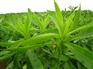 甜叶菊提取物 甜菊糖甙