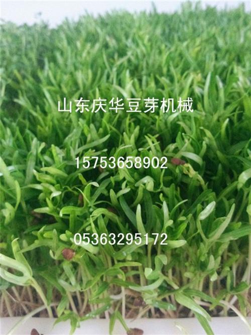 芽苗菜_青州庆华豆芽机香椿苗种子_扫帚菜&nbsp;&nbsp;扫帚菜羽翼甘蓝芽&nbsp;&nbsp;养心菜龙骨菜苋菜&nbsp;&nbsp;苦菊莴苣蕨菜刺老