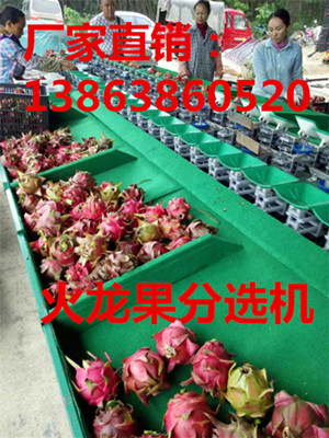 销售火龙果选果机  火龙果分选机  火龙果分级机