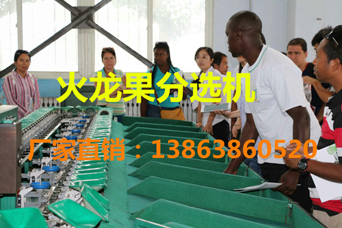 火龙果分选机机械分选火龙果  火龙果选果机  火龙果分级机