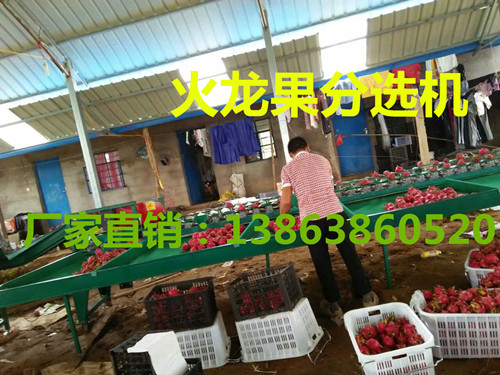 山东火龙果选果机  火龙果分选机  火龙果分级机