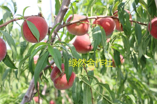 购买早中晚熟新品种桃树苗【绿然合作社我们