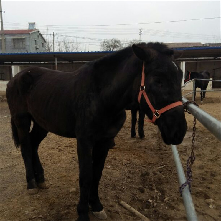 辽宁本溪肉驴市场价格，山东养牛场