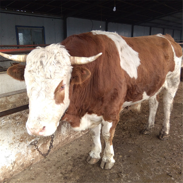 辽宁本溪波尔山羊价格,山东养牛场