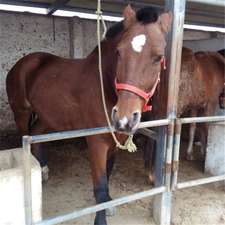 青海玉树肉牛犊价格,小尾寒羊价格
