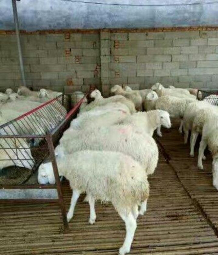 辽宁本溪肉驴市场价格,肉驴价格