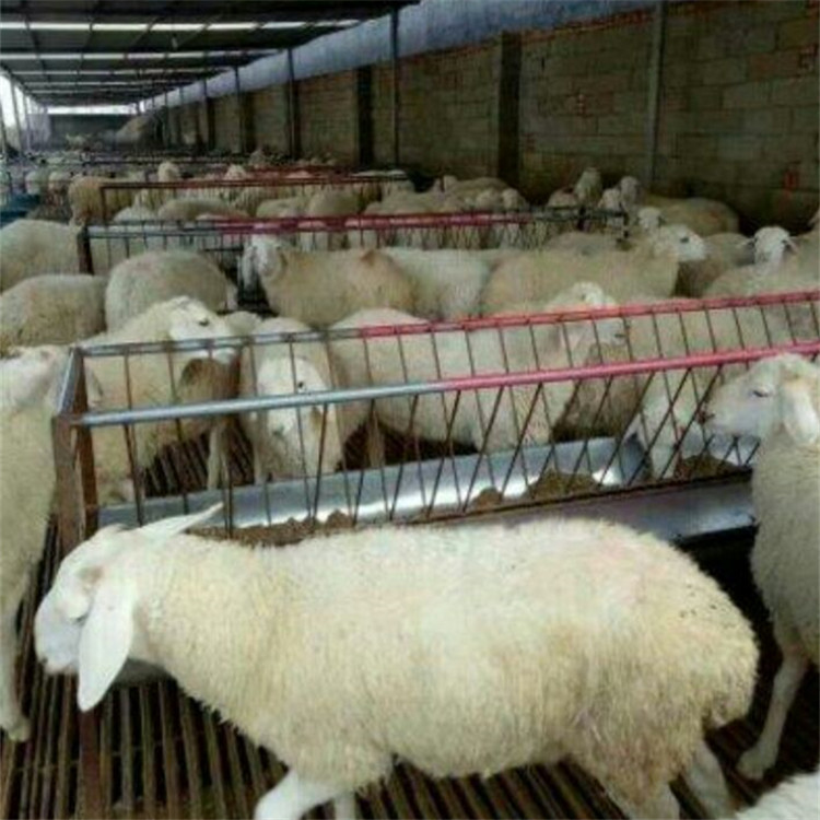 辽宁本溪肉驴市场价格,黑山羊价格