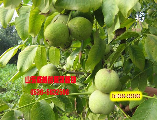优质核桃苗
