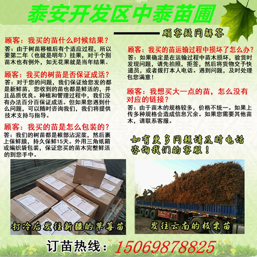 海南海南四季草莓苗基地