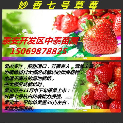 海南海南四季草莓苗基地