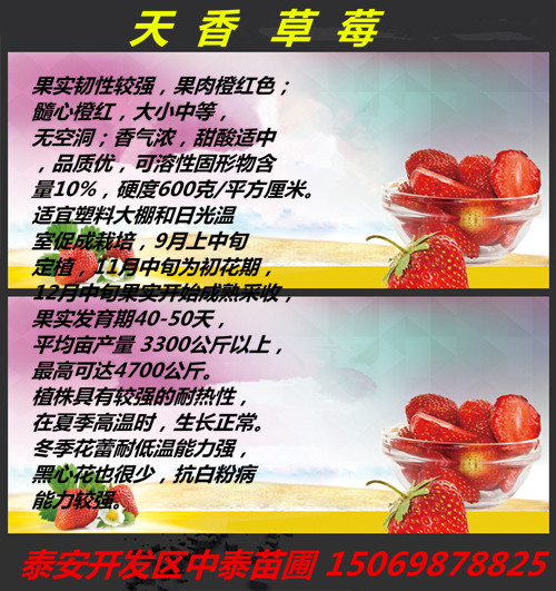 海南海南四季草莓苗基地