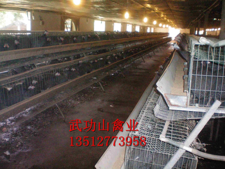 浏阳珍珠鸡苗市场价格