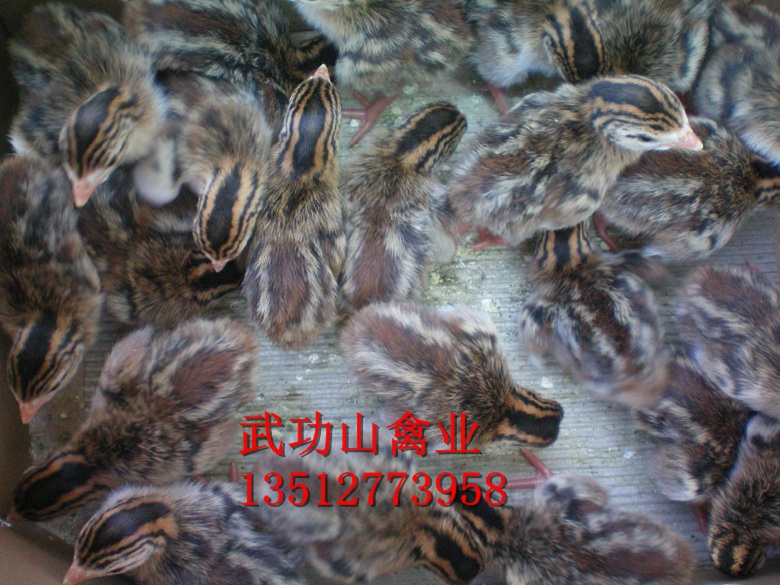 天心珍珠鸡图片