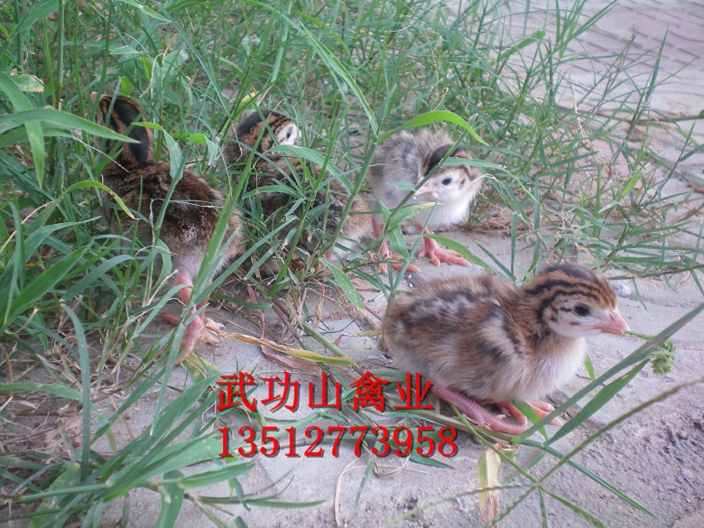 道县珍珠鸡苗养殖场