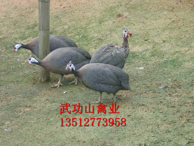 桃源县珍珠鸡苗批发