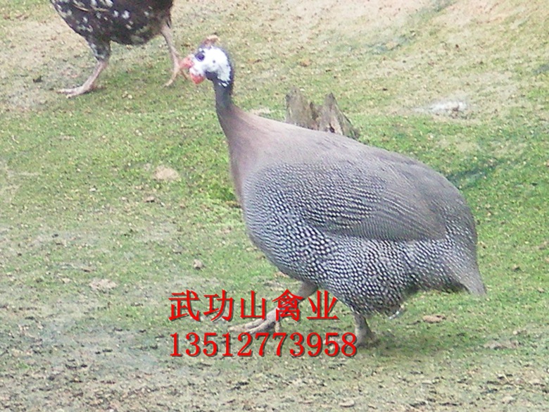 新田县珍珠鸡苗价格