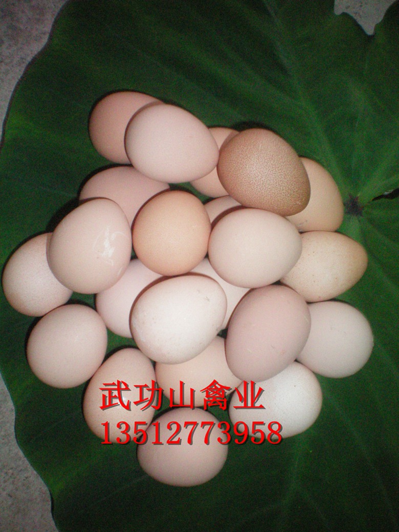 桃源县珍珠鸡苗批发